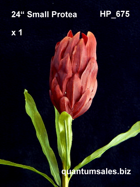 24" Small Protea x 1 ( $ 3.20 )